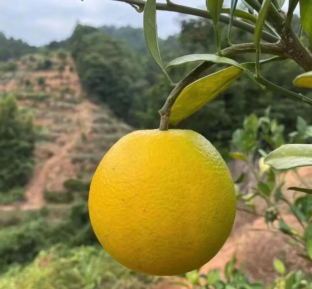 安远县赣南脐橙基地，脐橙之乡的繁荣之源