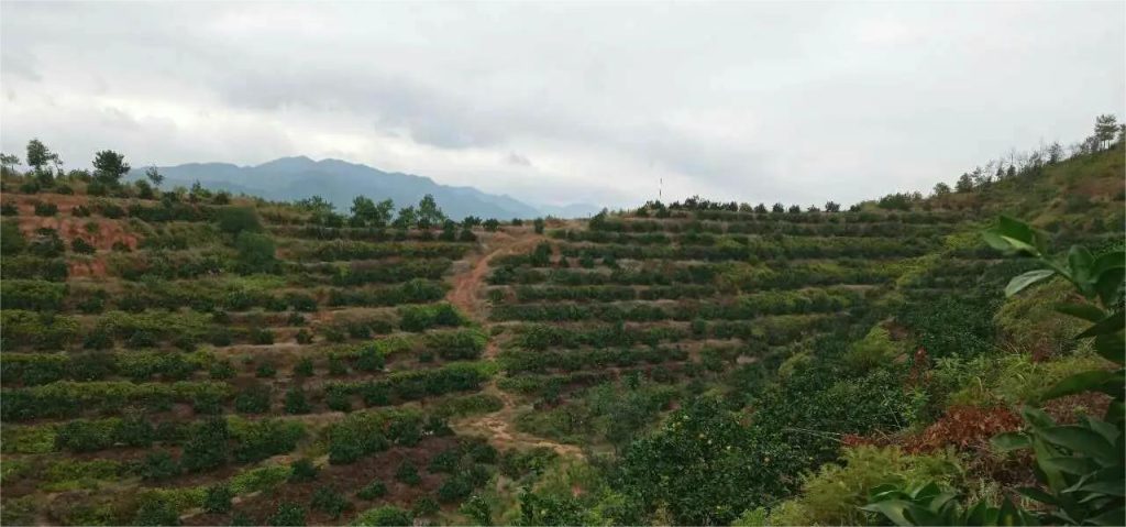 安远县赣南脐橙基地联系电话，探访橙乡的沟通之门