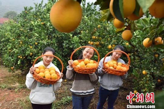 安远脐橙基地，绿色生态的脐橙之乡