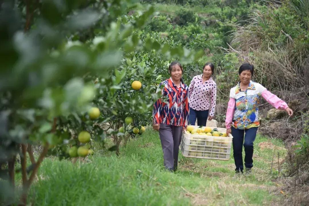 探访中国优质果品之源，安远赣南脐橙基地电话号码公开