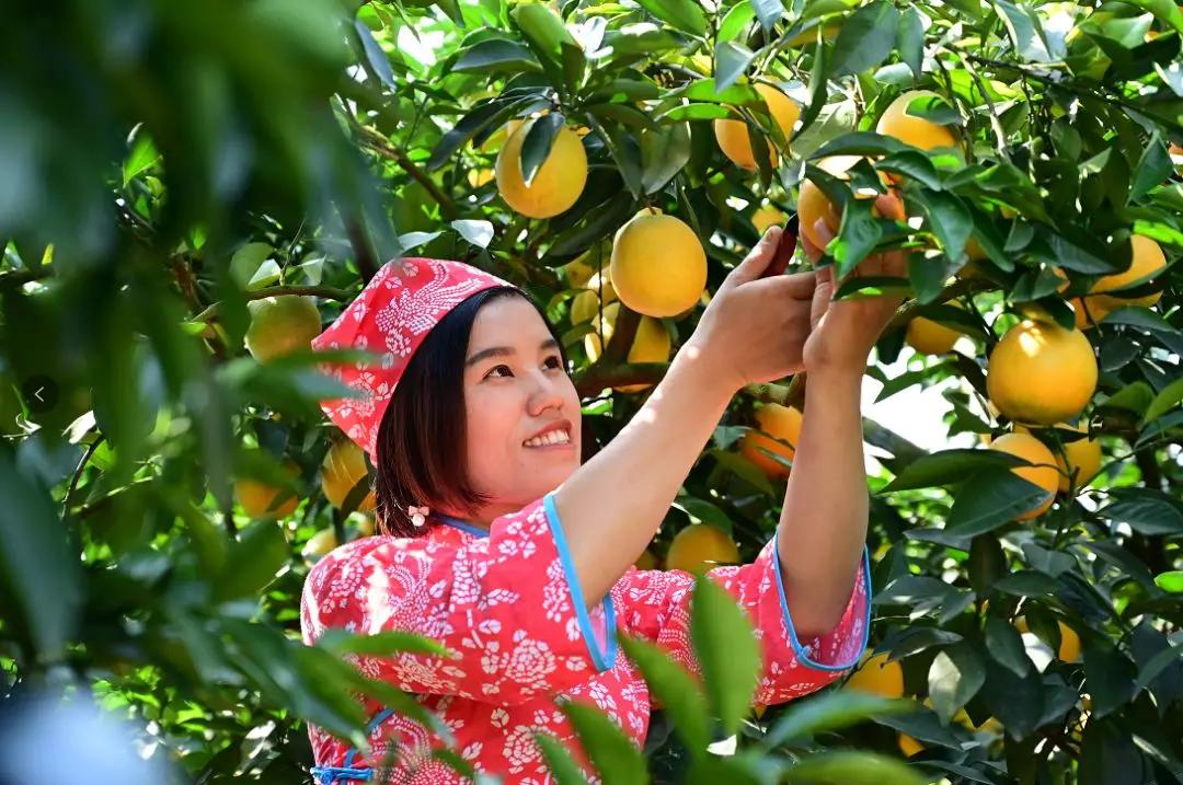 赣南脐橙，品味上乘之选，探寻源头之旅的味蕾盛宴