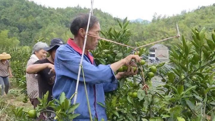 黄岩蜜橘，品味独特风味与口感体验