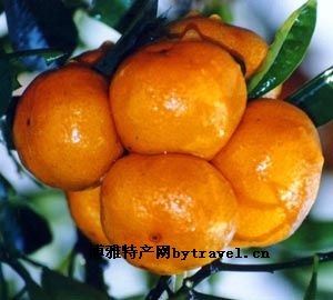 黄岩蜜桔，美味传奇，口感绝赞