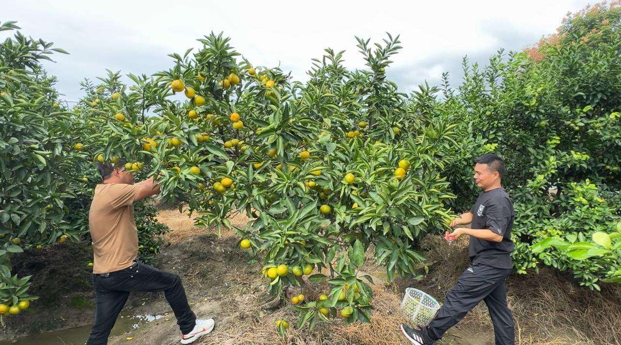 黄岩蜜桔，品味甜蜜时光，了解上市月份