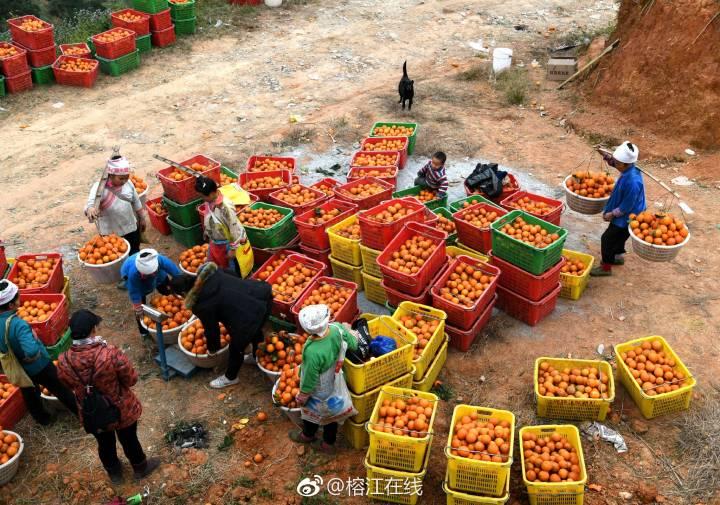 赣南脐橙产量预估及未来趋势探究