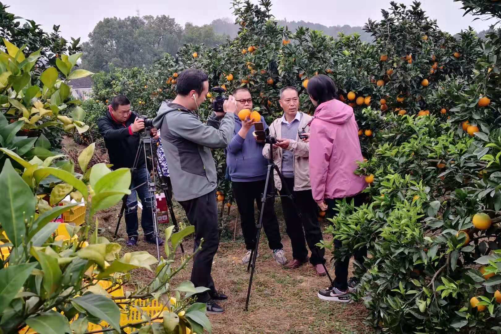 安远脐橙节，果香盛宴盛大开启