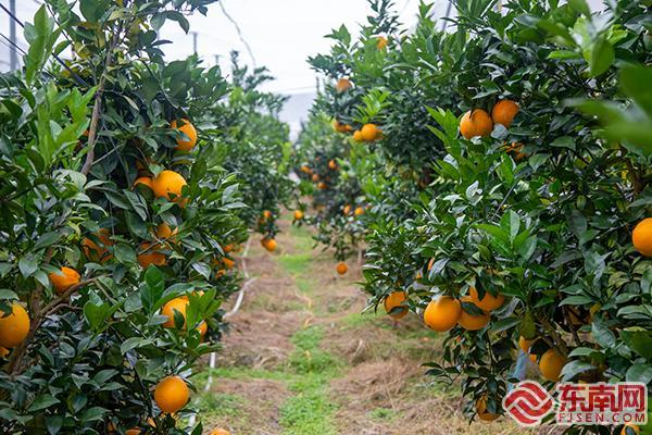 安远早脐橙种植，生态产业助力乡村繁荣的推动力