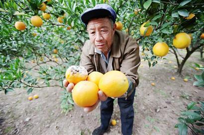 今年脐橙市场趋势分析，权威解答滞销问题及其应对措施_专业解读报告