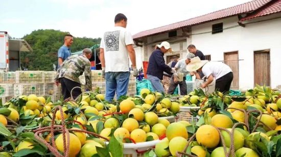 安远脐橙种植基地位置揭秘，最新答案与落实信息_免费版8.59