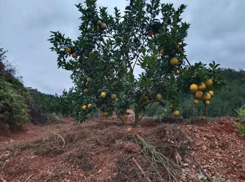 安远脐橙种植基地地址与最新科技成语分析界面版更新报告