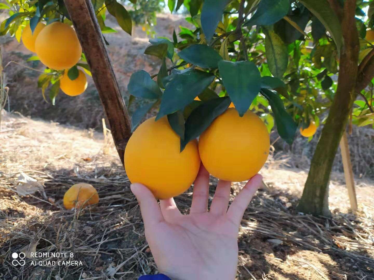 赣南脐橙种植技术与科技成语分析落实详解_界面版最新指南