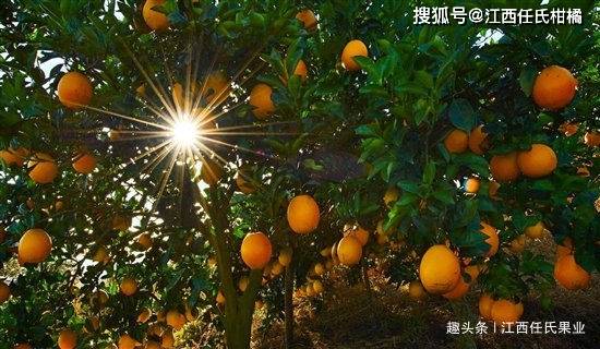 赣南脐橙绿色种植技术，决策资料解释与落实_储蓄版最新指南