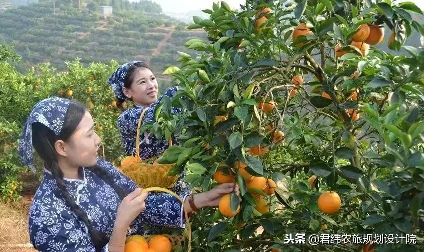 社交版解析，如何挑选赣南脐橙，数据驱动的美食指南