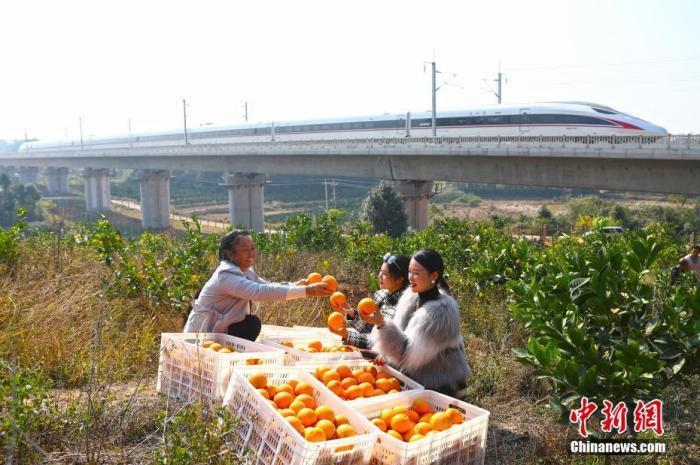 赣南脐橙特点详解及图片介绍，最新核心解答汇总_社交版 8.895