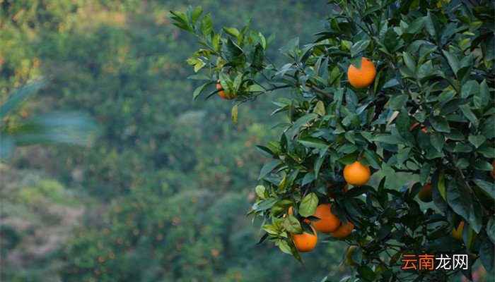 江西赣南脐橙成熟时间与决策资料解释落实_储蓄版详解