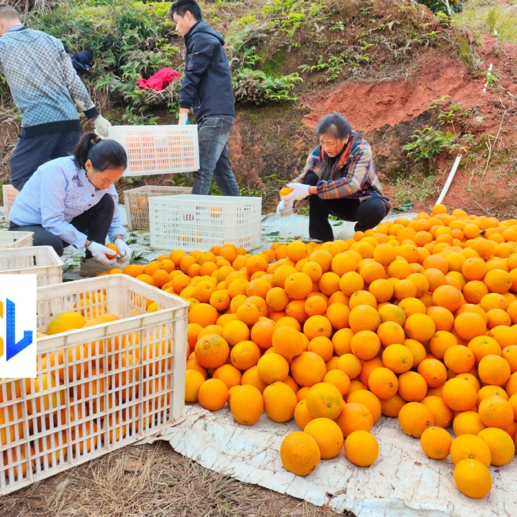 安远赣南脐橙批发市场地址详解与效率资料落实_精英指南