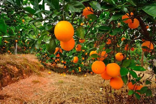 安远脐橙种植基地地址及最新答案解释落实_官方免费版指南