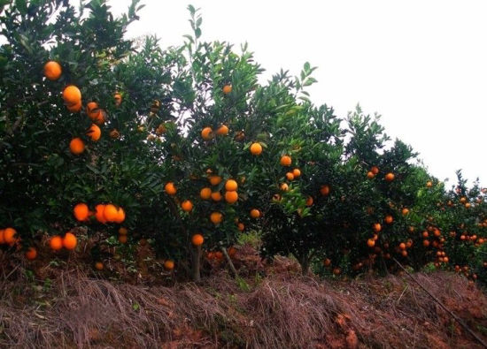 安远脐橙种植基地地址及决策资料解释落实_详细储蓄版指南