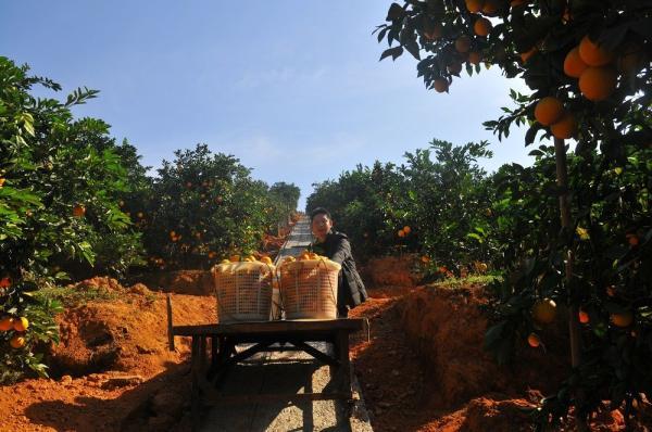 赣南脐橙种植面面观，经典解释与户外版新探