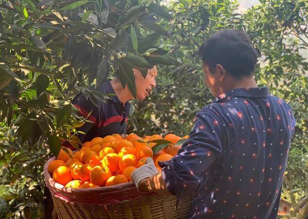 赣南脐橙种植规模及决策资料解析，储蓄版8.535揭秘脐橙产业规模与落实详情