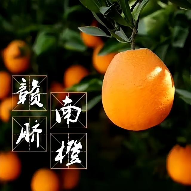 赣南脐橙的介绍和特点