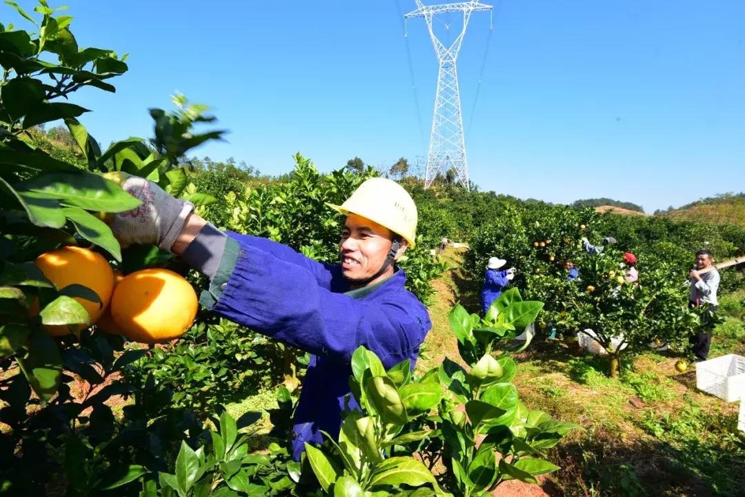 安远脐橙种植与采摘详解，专家解析与答疑模式揭秘