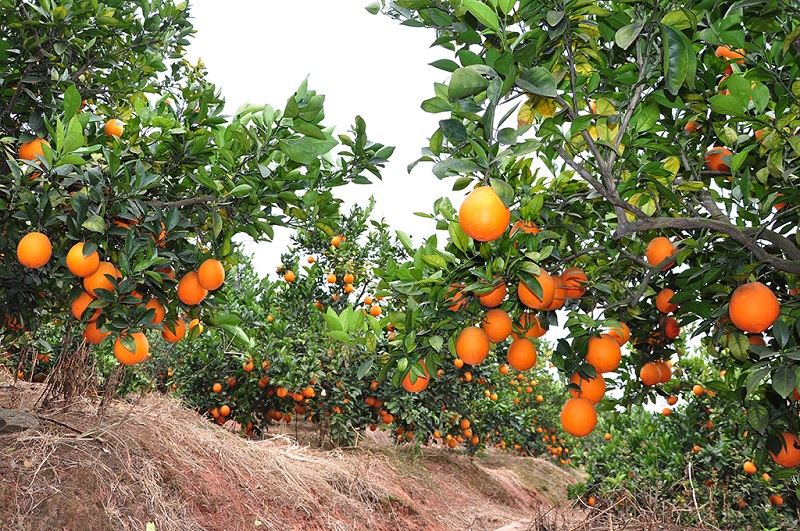 赣州脐橙种植乡村的专业解答与解释方案_画面版指南