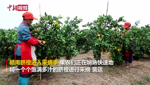 赣南脐橙采摘季节、时间表详解，定性解答与解释落实——限量版39.3至39.58