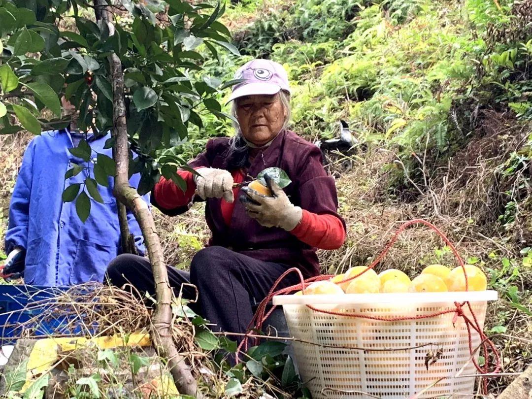 赣南脐橙采摘季节与时间分析，科技成语应用探讨_HD5.835