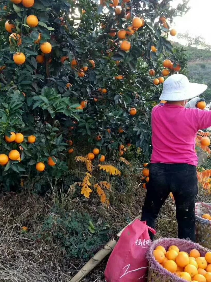 赣南脐橙采摘季节与精选解释落实，尊贵版详解（季节为XX月份）