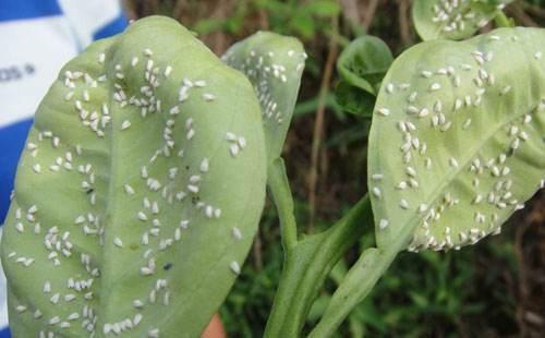 赣南脐橙深度解析，从科学种植到潮流美食的蜕变之路