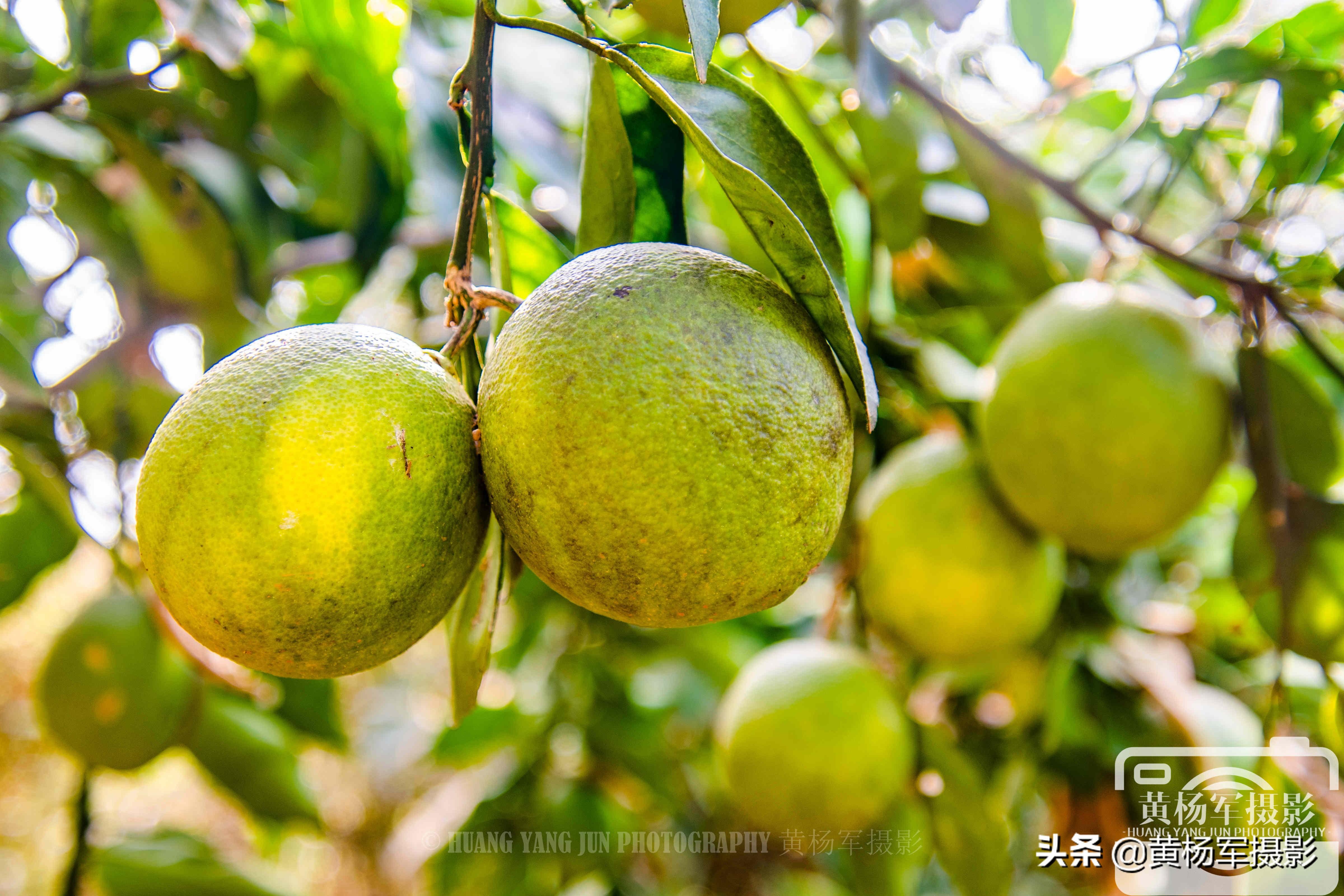 赣南早脐橙成熟上市时间及决策资料解释落实_储蓄版8月最新资讯