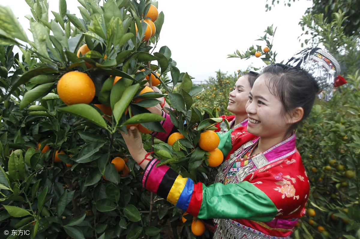 赣南脐橙栽培技术与科技成语分析，栽培方法、技术论文及界面版应用探讨