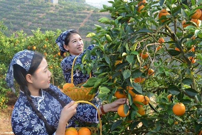 揭秘赣南脐橙，解读、研究与还原版知识解析 38.39.3 章节揭秘