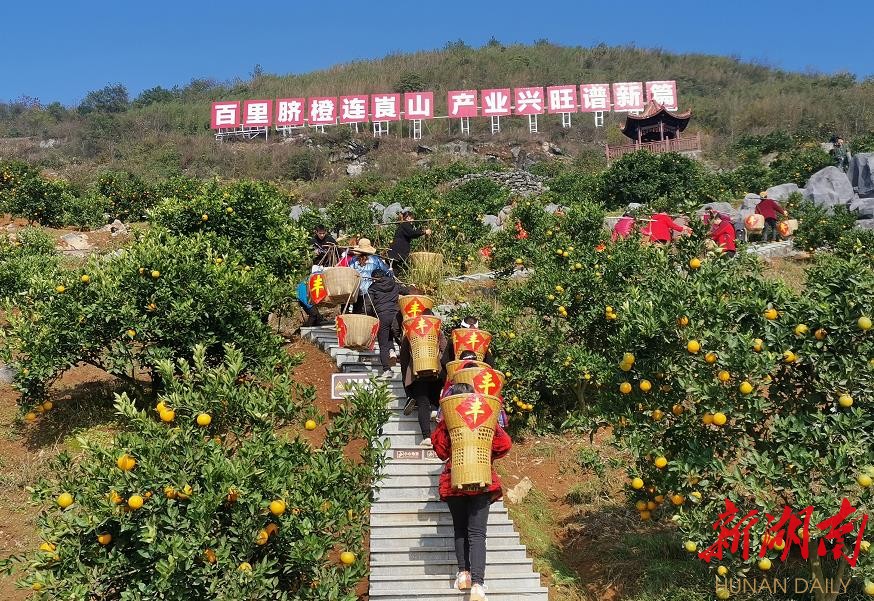 宁远县脐橙种植区域现状详解，种植区域、解答与落实措施_脐橙产业报告