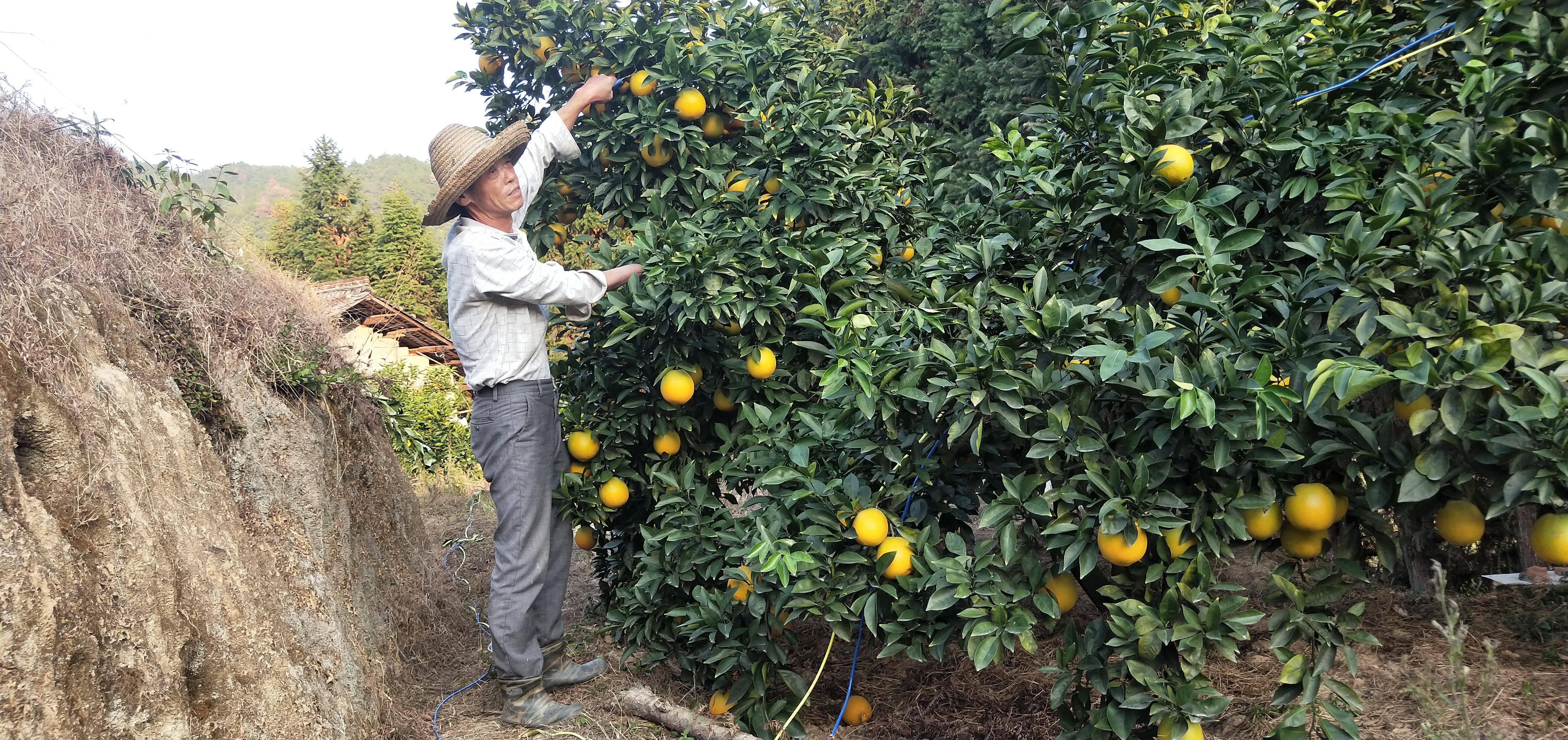 赣南脐橙种植面面观，经典解释与户外版新探