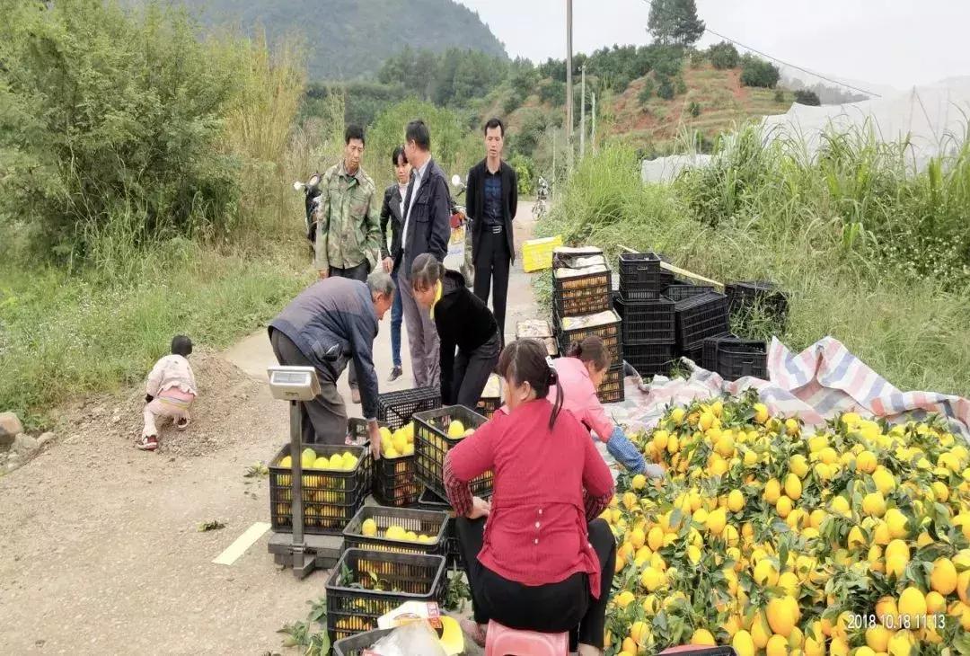 赣南脐橙上市时间及效率资料详解，精英版最新资讯