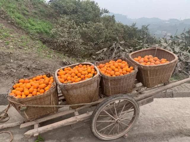 今年脐橙价格暴跌背后的原因及经验解答，投资版详解