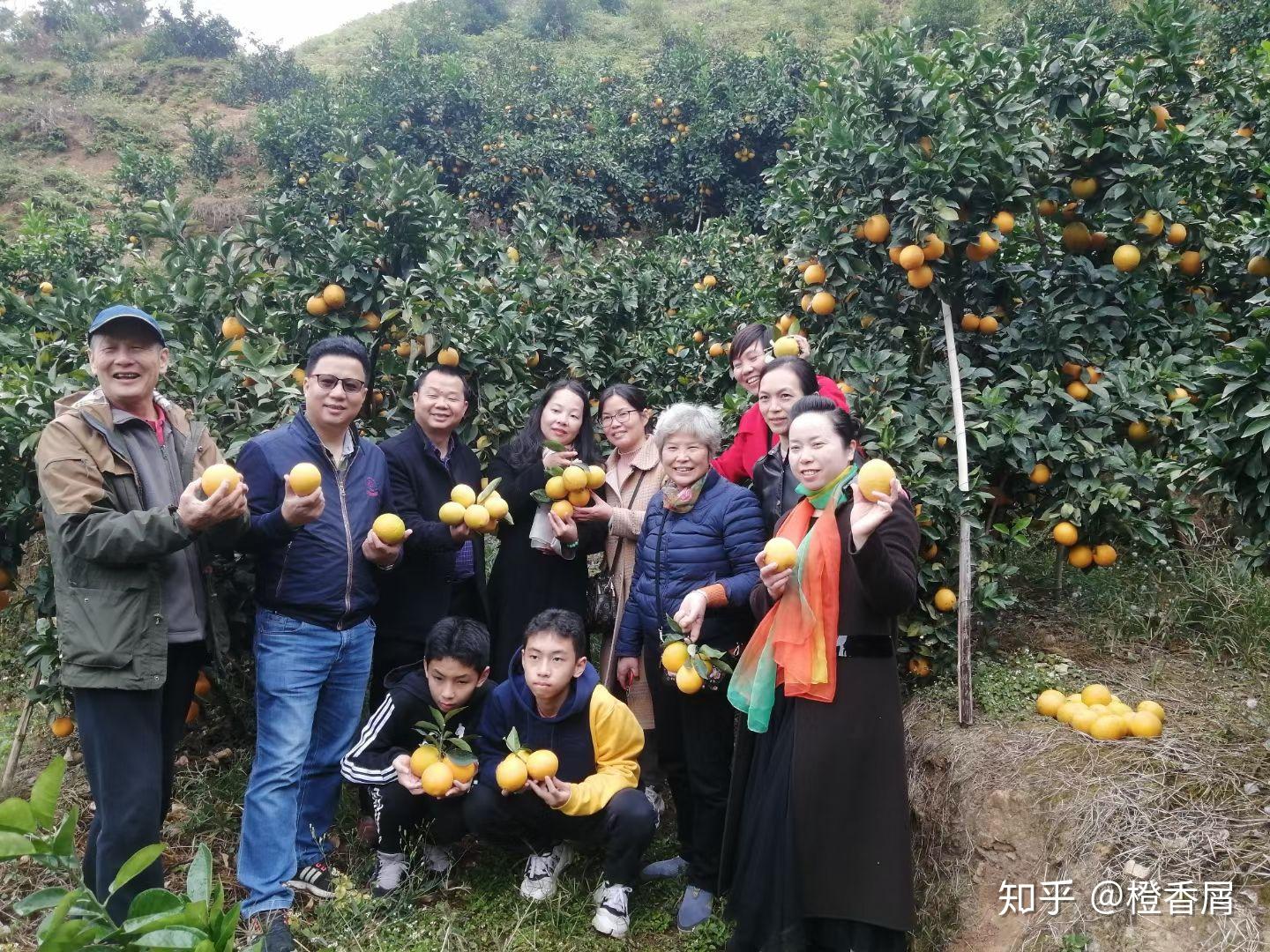 赣南脐橙市场价格解析，均衡解答，收藏版价格揭秘