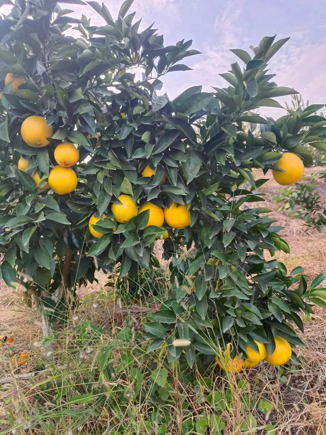 最新解析，赣南脐橙价格揭秘，8.39版本免费查询