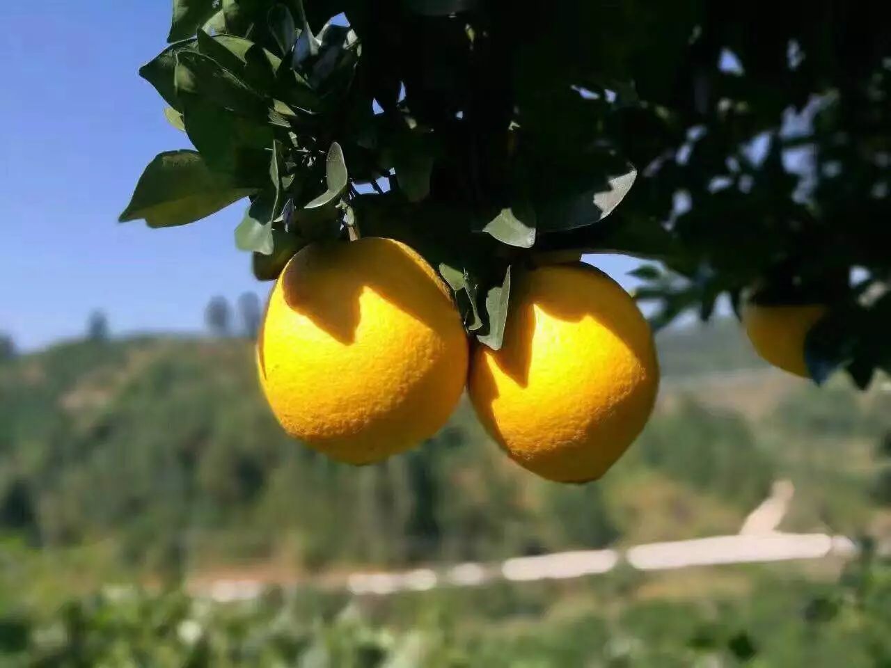 赣南脐橙美食探秘，哪个县的橙子最美味？决策资料详解与落实_储蓄版8.535