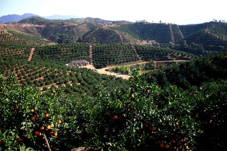 安远脐橙种植基地，脐橙生态发展的典范与故乡