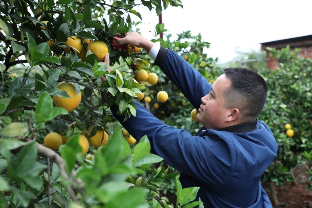 揭秘赣南脐橙种植到上市全过程，以独特视角探寻2021年橙子产业之旅