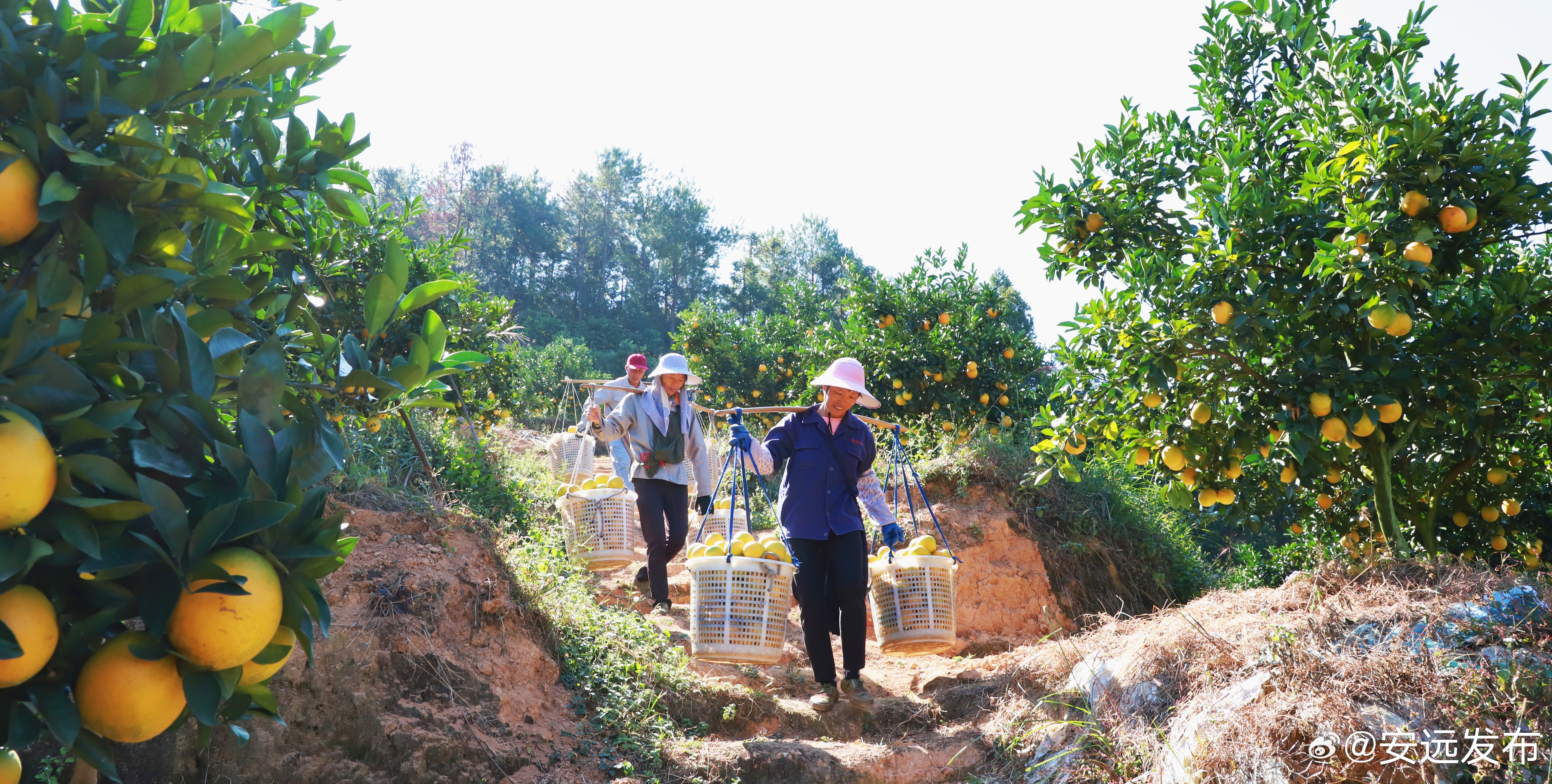 安远脐橙基地，探寻中国脐橙之乡的独特魅力与地理位置