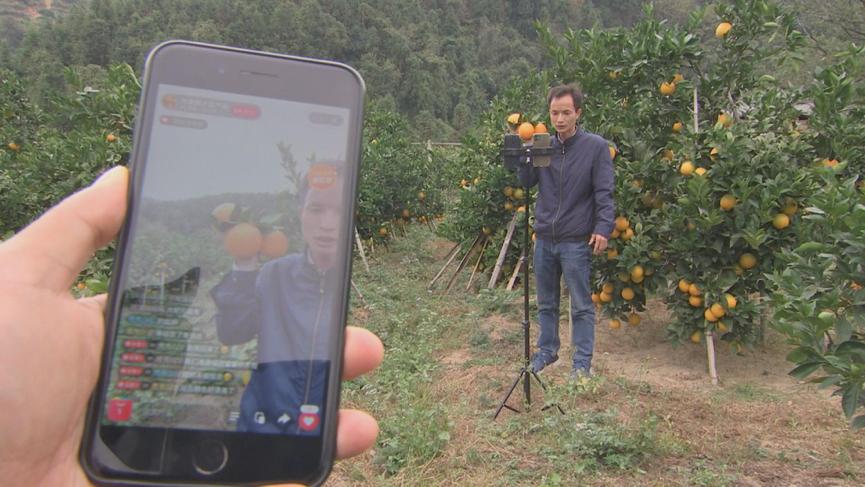 安远脐橙产量，繁荣果实展现经济活力