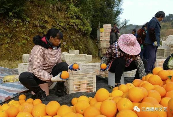 安远脐橙集散点，橙乡的物流枢纽