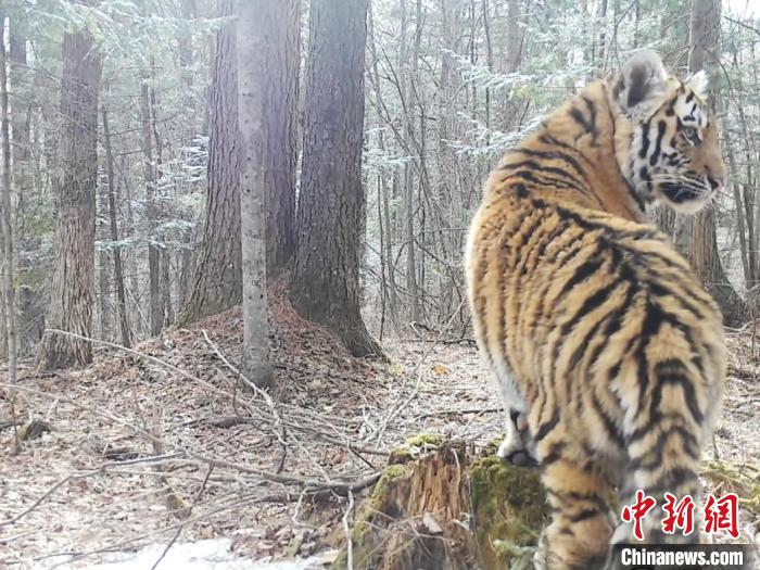 吉林挖机师傅偶遇老虎巡山，惊险时刻展现人性光辉