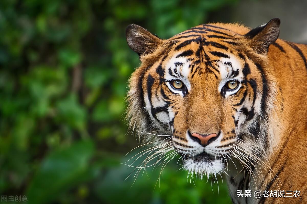 吉林挖机师傅偶遇老虎巡山，惊险与幸运的瞬间