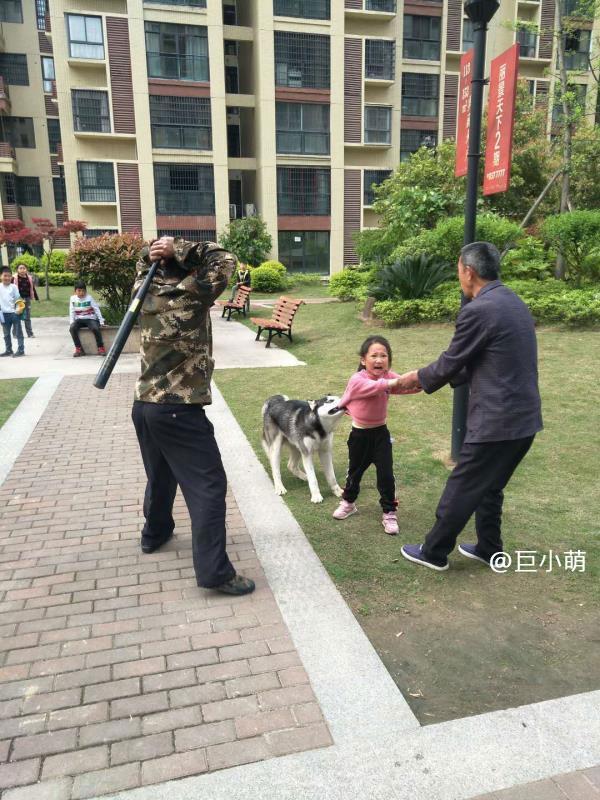 高校保安打死流浪狗事件引发反思，责任与道德探讨，涉事保安被解聘