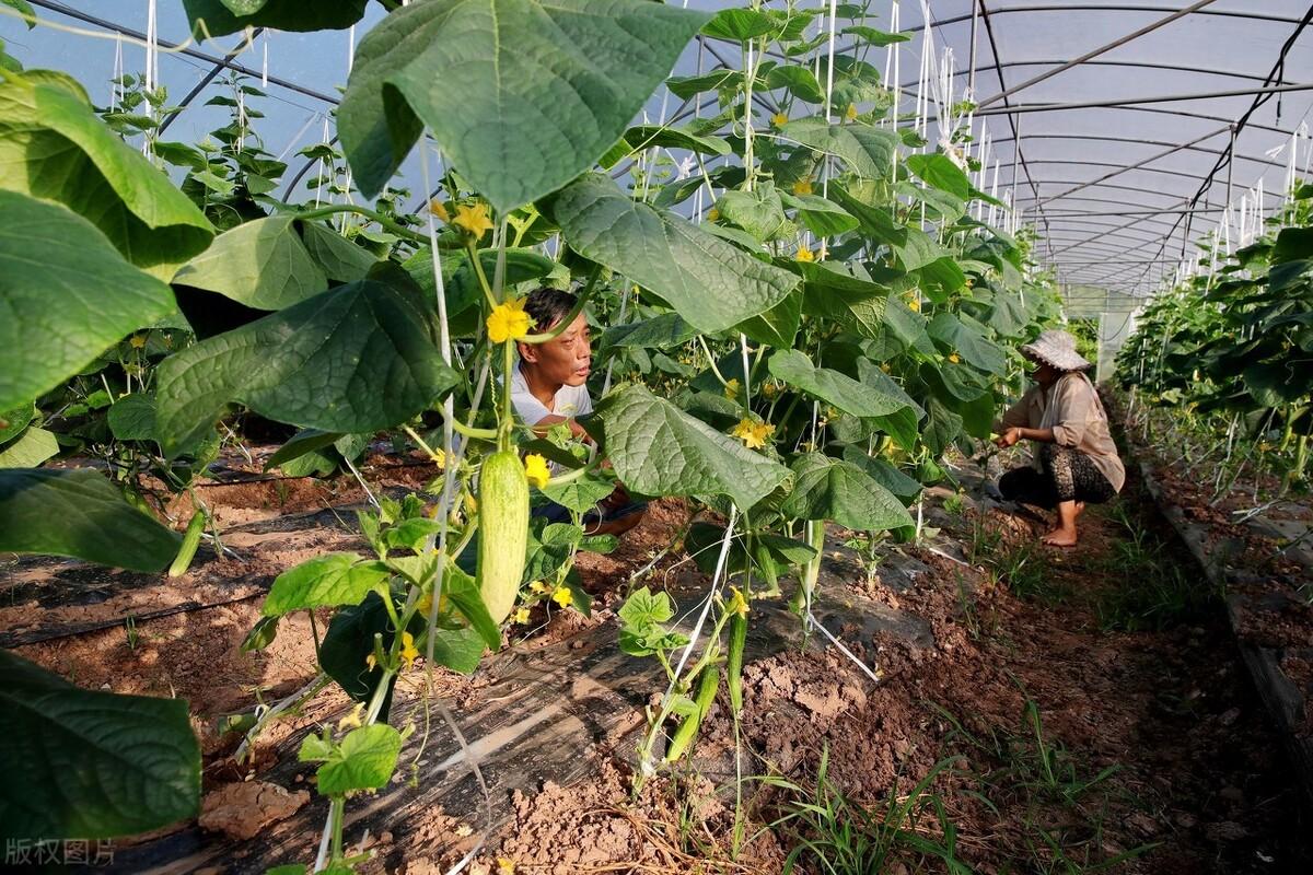 家庭防虫实用妙招大揭秘，小技巧打造无虫居家环境